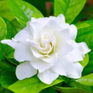 Vintage Gardenia