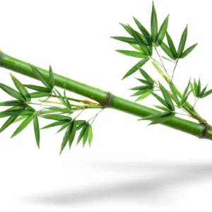Bamboo and Musk
