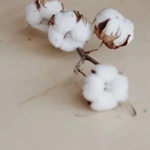 Cotton