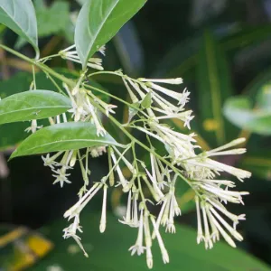 Midnight Jasmine