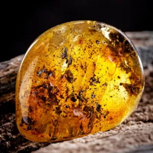Moroccan Amber