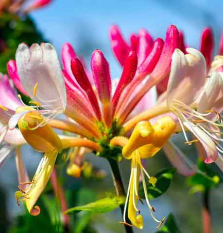Honeysuckle