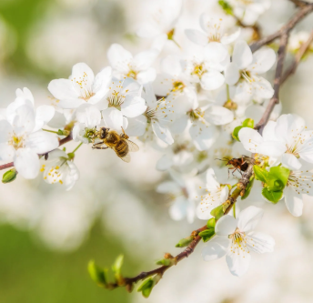 Honey Blossom